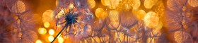 Кухонный фартук Мерцание Одуванчики золотистые 3 серебро в Усть-Куте - ust-kut.katalogmebeli.com | фото
